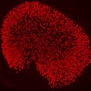 utricle in inner ear of a mouse