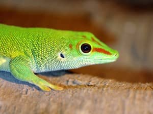 Geckos have "coupled ears"