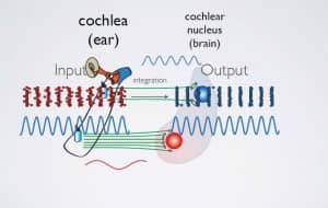auditory mapping
