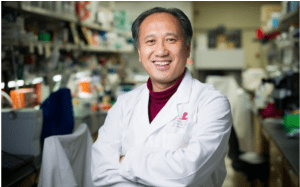 Jian Zuo, PhD, and his colleagues induced supporting cells located in the inner ear of adult mice to take on the appearance of immature hair cells and to begin producing some of the signature proteins of hair cells.