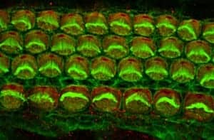 Inner ear hair cells from a newborn mouse Photo Credit: Alex Rohacek, Perelman School of Medicine, University of Pennsylvania.