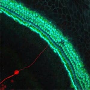 A stem cell-derived neuron grafted onto a mouse cochlea in the inner ear that lacked neurons. The new neuron is marked red, hair cells that convert sounds into neural signals are green, and hair bundles are blue.