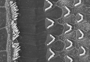 Scanning electron microscope image of the hair bundles of inner and outer hair cells from the mouse cochlea. The white filaments are the individual hairs of the bundles, which are connected by tip links. Image courtesy of Tobias Bartsch.