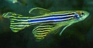 Zebrafish