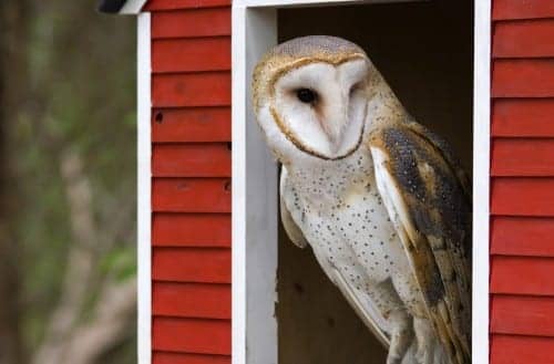 Barn Owls Lizards Help Us Understand Hearing Loss Hearing Review