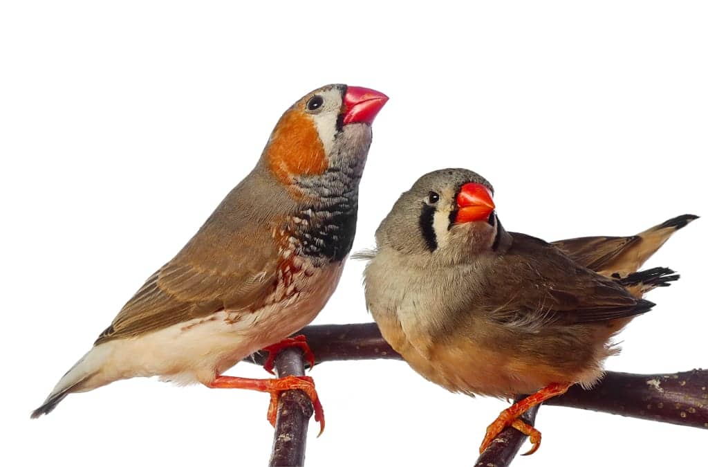 zebra finches are good research model for auditory function