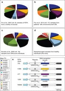 NTHi is a bacterial pathogen in otitis media