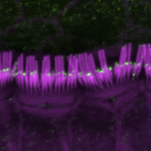 stereocilia of the inner ear