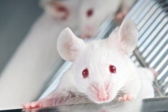 Research Study Finds Neurogenesis Can Help Improve Cognitive Function in Mouse Model of Alzheimer's