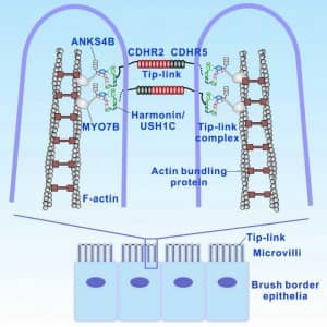 Inner ear hair cells and gut cells