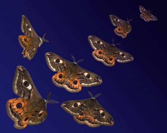 What Moths Need To Survive