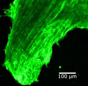 auditory cells alter their behavior with temporary hearing loss