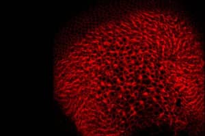 To super-charge a specific virus as a gene carrier into the inner ear, the team used a form of the virus wrapped in protective bubbles called exosomes (tiny bubbles made of cell membrane). Those cells naturally bud off exosomes that carry the virus inside them. Image courtesy of Cyrille Sage.
