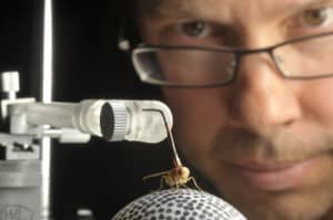 Professor Andrew Mason's new research explores Ormia ochracea, a small, yellow fly with an amazing sense of directional hearing that's second to none in the animal kingdom. University of Toronto Scarborough