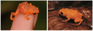 Photographs of “pumpkin toadlets.” Left: adult Brachycephalus pitanga on a finger tip, right: adult Brachycephalus ephippium. Courtesy of Dr Sandra Goutte.