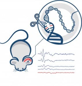 In a new Nature paper, a Rice University professor outlines a strategy that uses gene editing to slow the progression of a genetic hearing disease. Illustration by Xue (Sherry) Gao