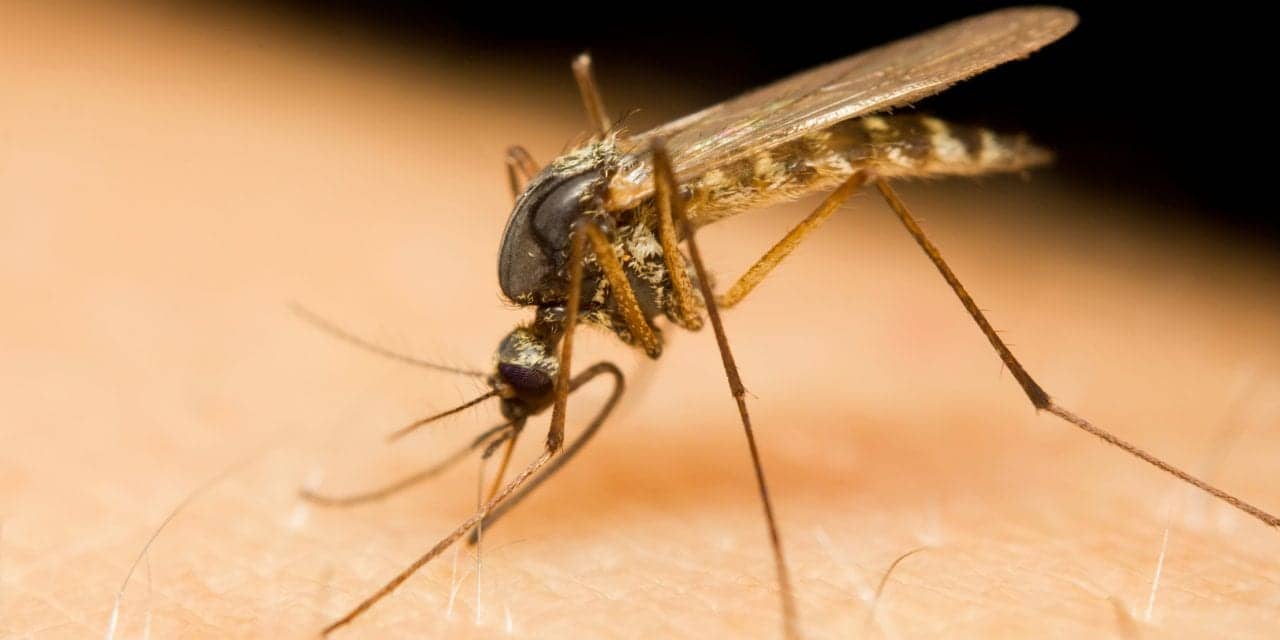 Male Mosquitoes' 'Phantom Tone' Helps Amplify Sound of Female