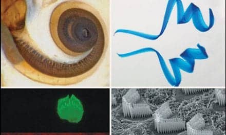 Cold Spring Harbor Laboratory Press Releases 'Function and Dysfunction of the Cochlea'