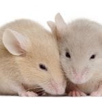 Age-related Hearing Loss May Reorganize Brain’s Sensory Areas